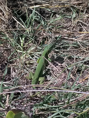 Western Green Lizard