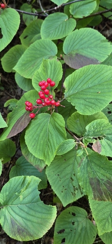 hobblebush