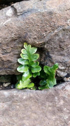 sea spleenwort