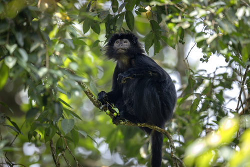 Javan Lutung