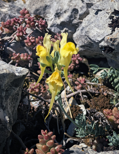 Linaria supina supina