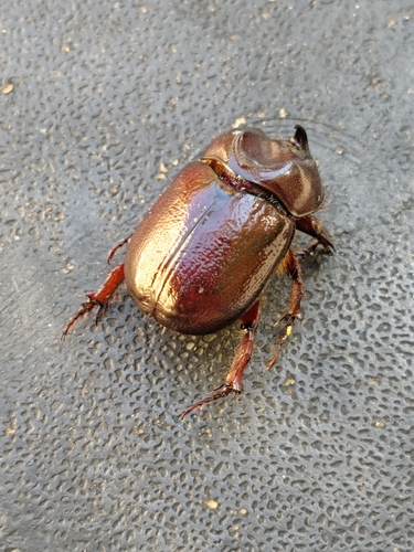Phyllognathus excavatus