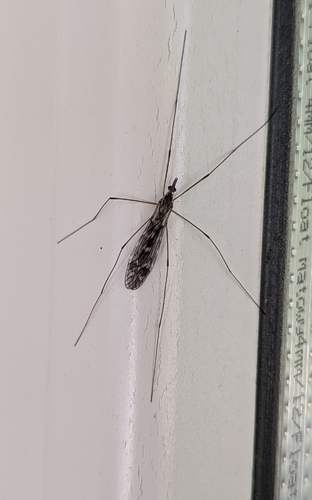 Tipula confusa