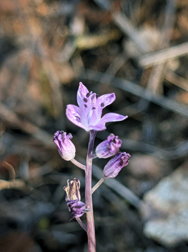 Autumn Squill