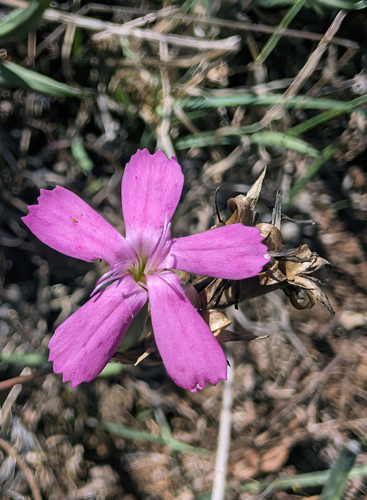 Dianthus lusitanus