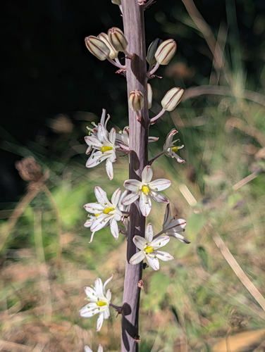 sea squill