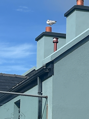 European Herring Gull