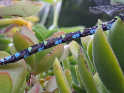 Southern Hawker