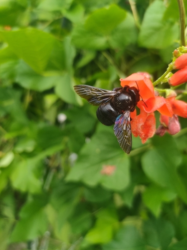 Xylocopa