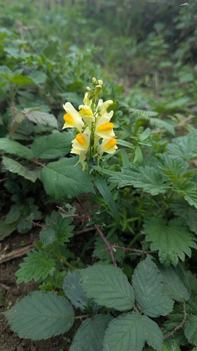 common toadflax