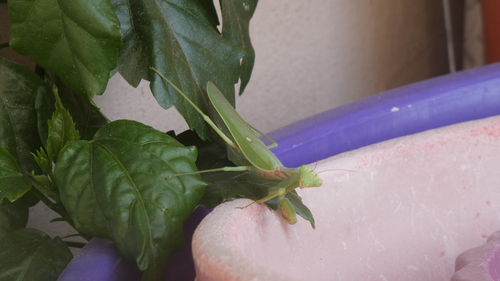 Transcaucasian Giant Mantis