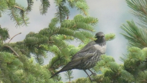 Ring Ouzel