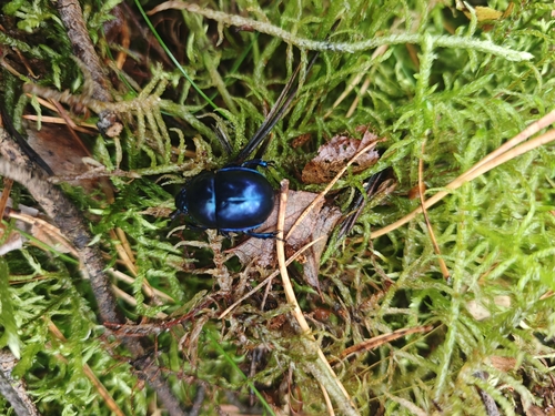Springtime Dung Beetle
