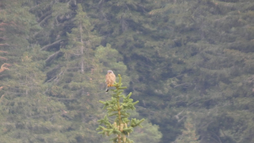Eurasian Kestrel