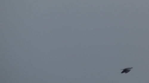 Common Wood-Pigeon