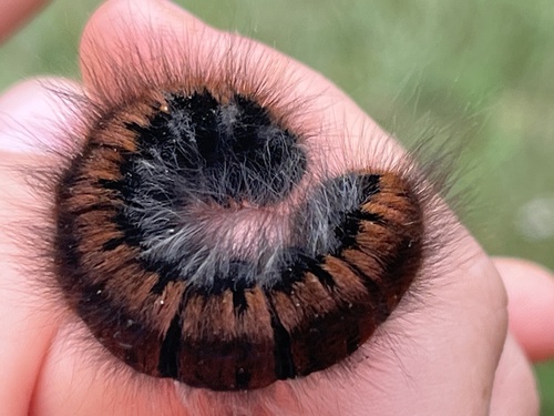 Fox Moth