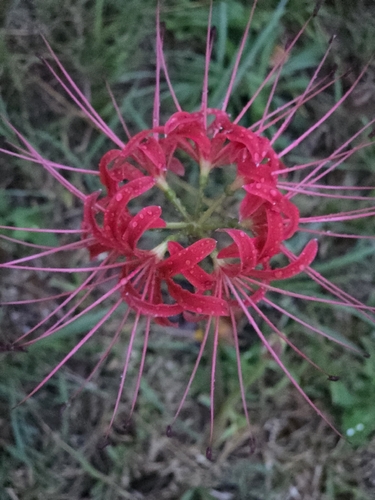 red spider lily