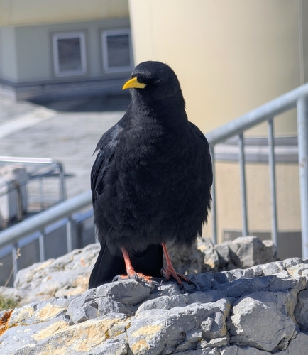 Yellow-billed Chough