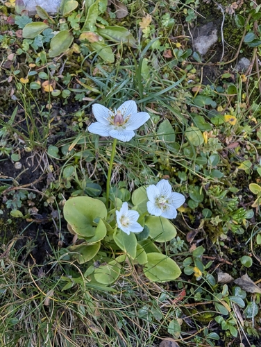 marsh grass-of-Parnassus