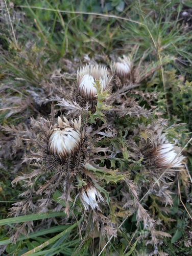 Silver Thistle