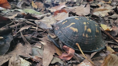 Eastern Box Turtle