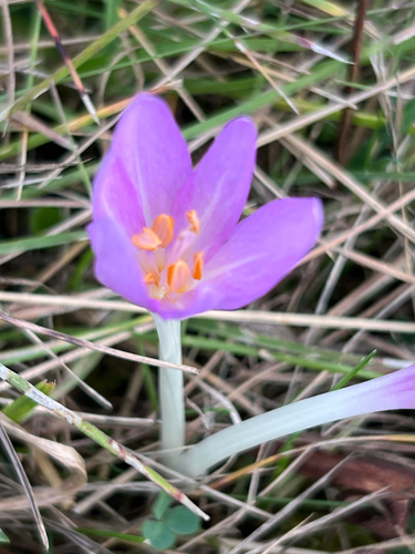 Autumn Crocus