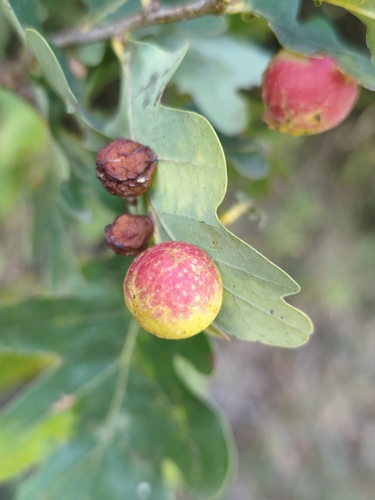 Cherry Gall Wasp
