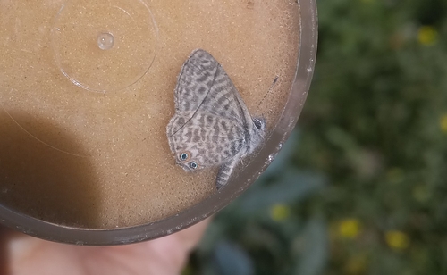 Lang's Short-tailed Blue