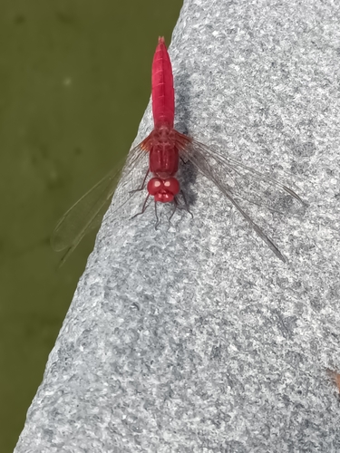 Broad Scarlet