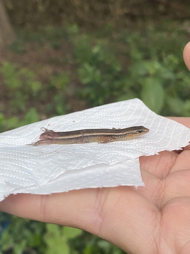 Bowring’s Supple Skink
