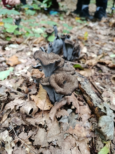 Horn-of-plenty