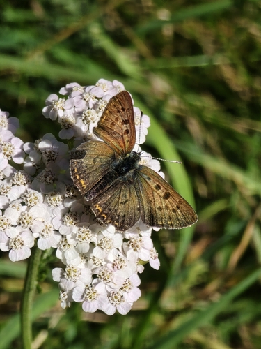 Sooty Copper