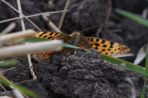 Queen of Spain Fritillary