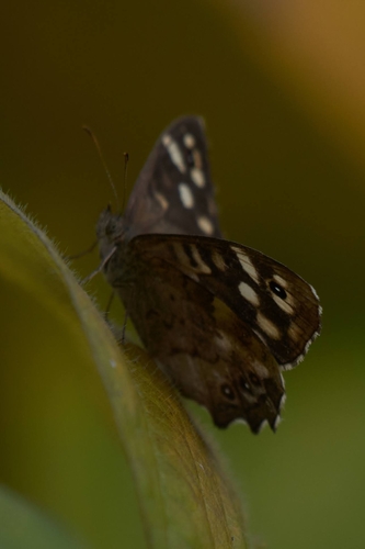 Speckled Wood