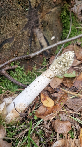 common stinkhorn