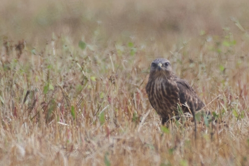 Common Buzzard