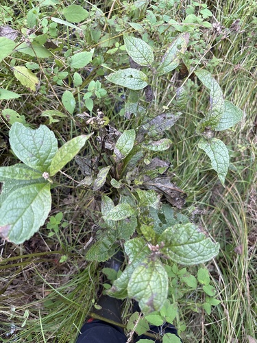 spotted Joe-Pye weed
