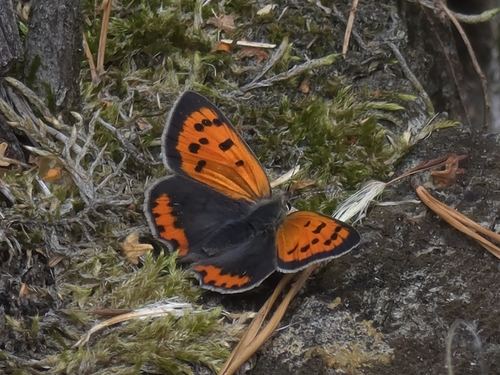 Small Copper