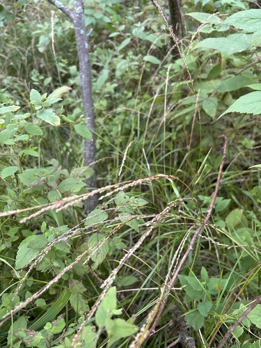 Slender Mannagrass