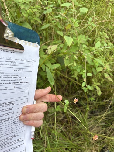 arrow-leaved tearthumb