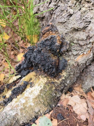 chaga