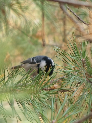 Coal Tit
