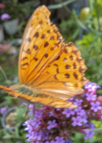 Great Eastern Silverstripe