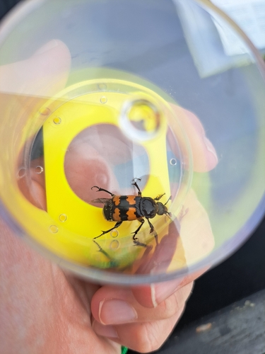 Vespillo Burying Beetle