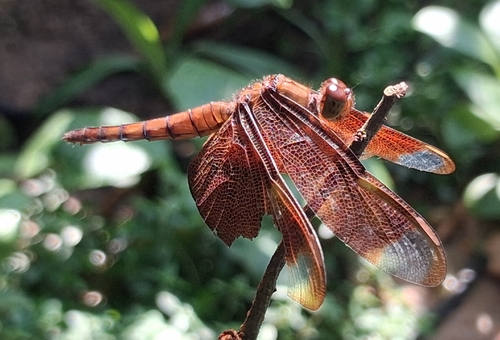 Russet Percher