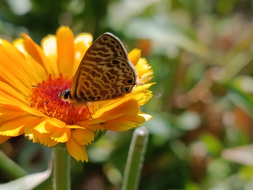 Lang's Short-tailed Blue