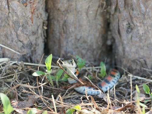 Chinese Tiger Keelback
