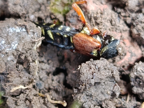 Staphylinus caesareus