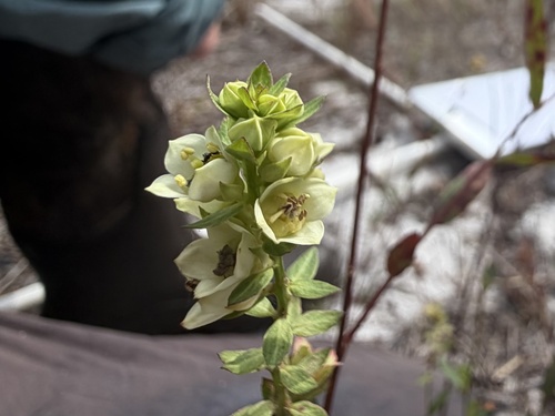 Shrubby Primrose-willow