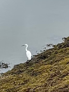 Little Egret